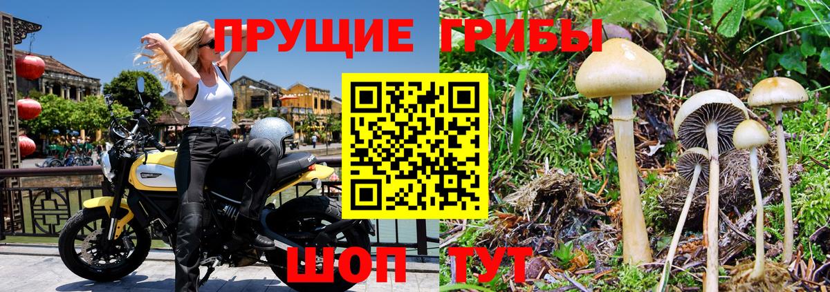 цена   Галлюциногенные грибы Psilocybe  Вход с VPN  Волжский 